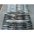 A iluminação redonda inteira de sardinha congelada pegou peixe 80-100g